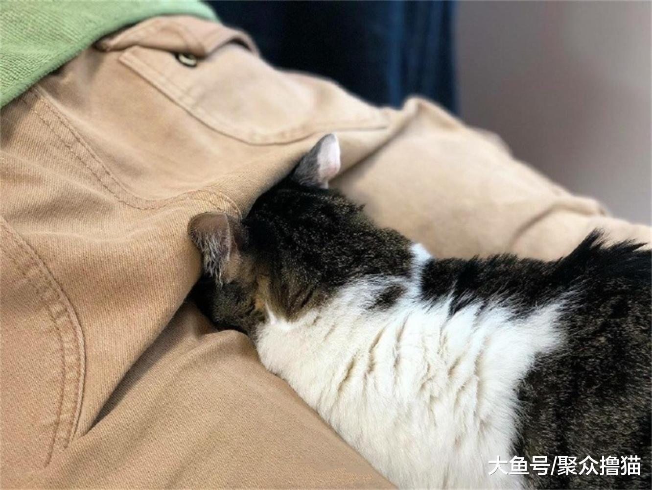 猫咪学人趴着做按摩, 但是趴的位置好像有点上头, 瞬间成了顶裆猫