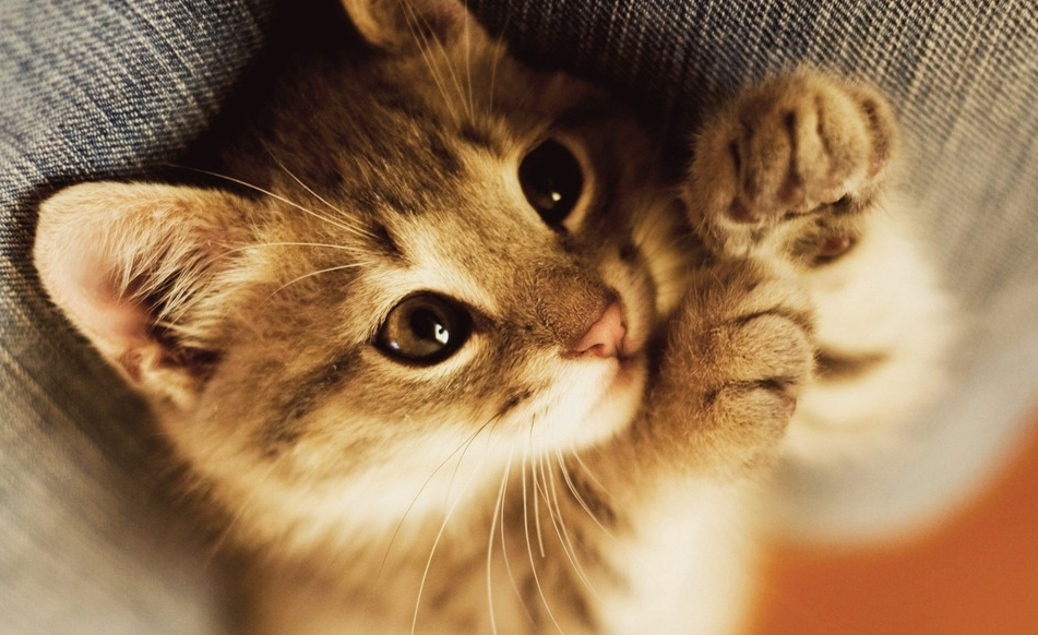 猫咪不满主人装饰, 上爪纠正主人审美, 网友: 这是向哈士奇看齐?