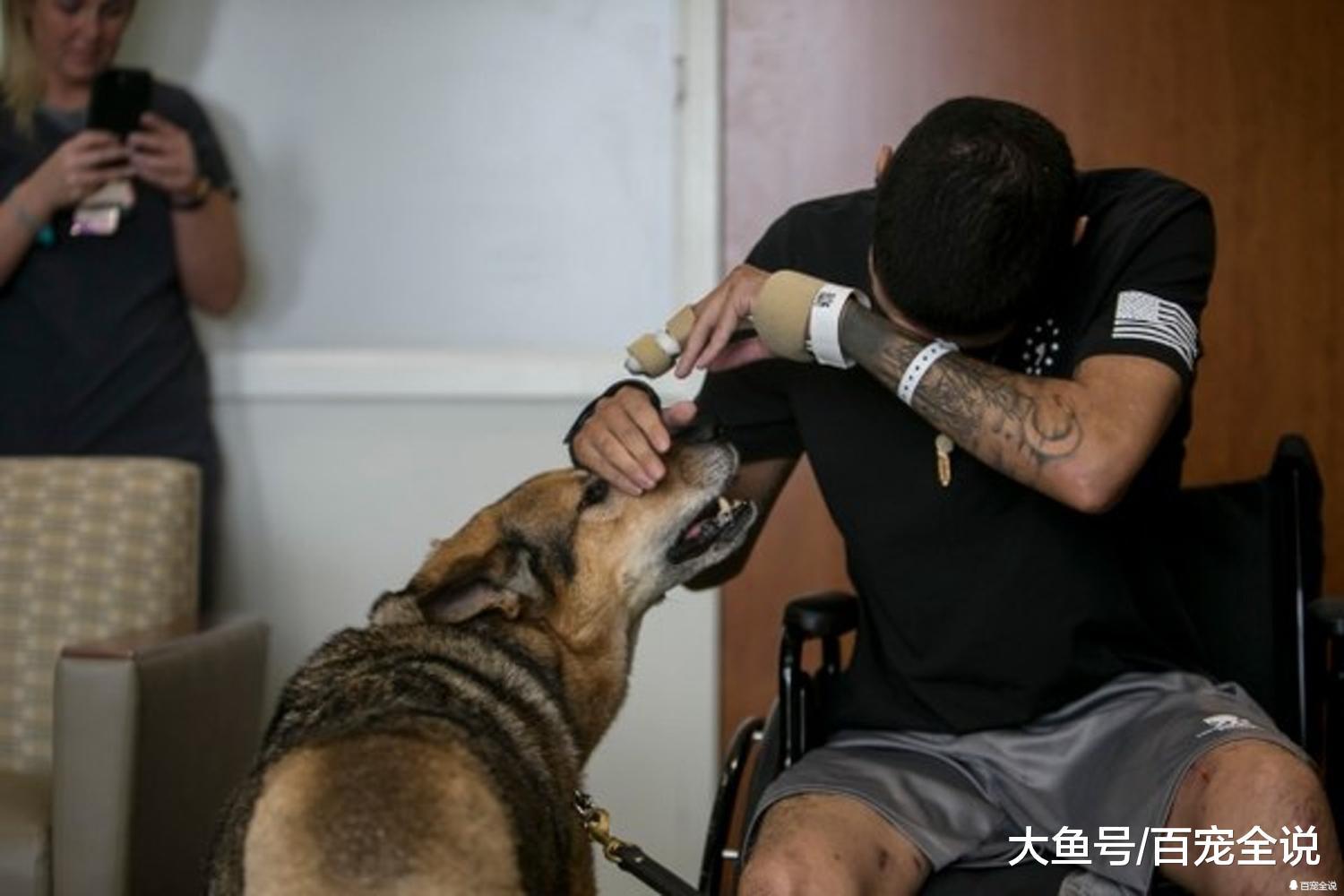 军犬不幸遭遇炸弹袭击断脚一拐一拐还遇上枪战, 仍死守士兵身边!