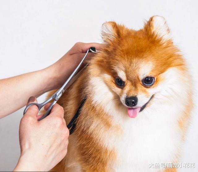 狗狗的6种性格类型, 你家是胆小型还是二货型?