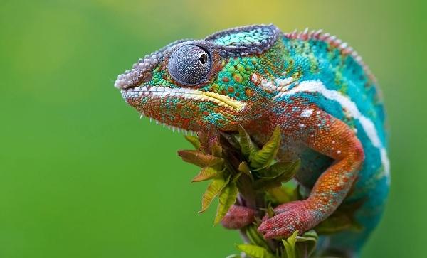 外国人都喜欢养什么宠物, 外国人的宠物绝对让你意想不到