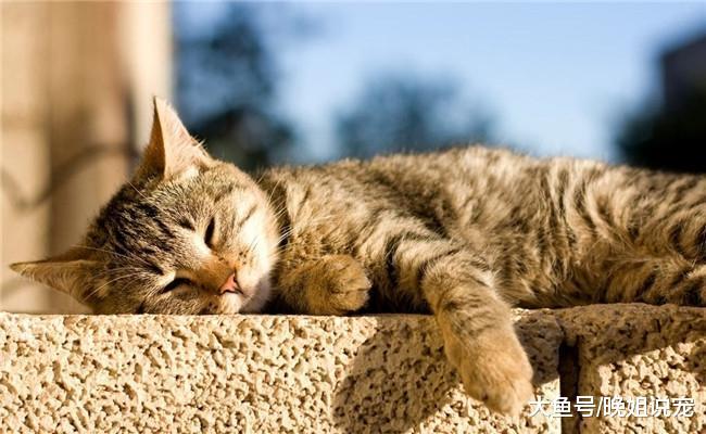 想让猫咪健康又粘人, 就要记住下面5句话, 不然它会远离你