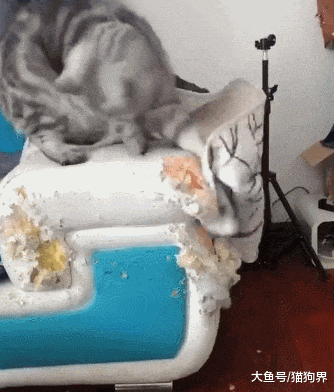 主人: 自从养了猫, 我就没有完整的沙发, 猫: 要沙发? 你只能有我