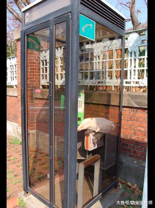 网友想进电话亭打电话, 却发现有只猫在里面睡觉, 猫: 我霸占了!