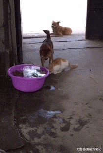 狗狗一边看家, 还要监视想偷鱼的猫咪, 网友: 全网最顾家的田园犬
