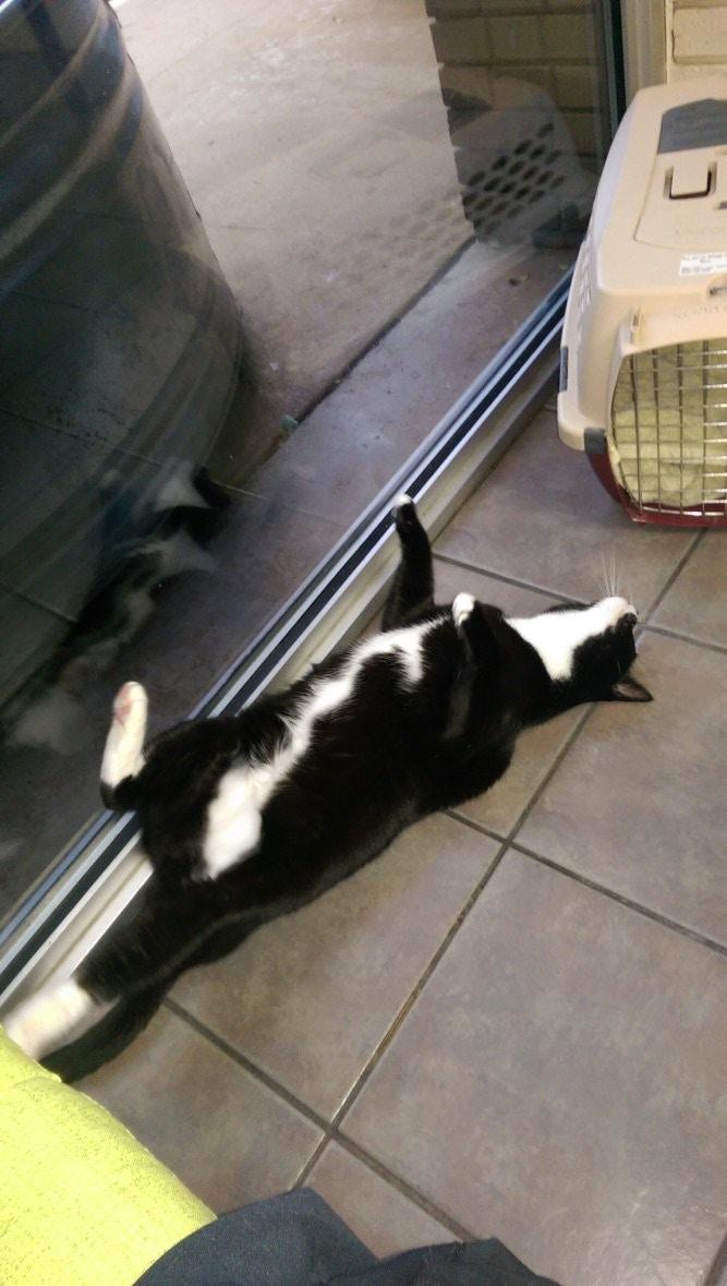 猫星人看医生的千奇百态, 在垃圾桶捞猫是兽医的日常工作