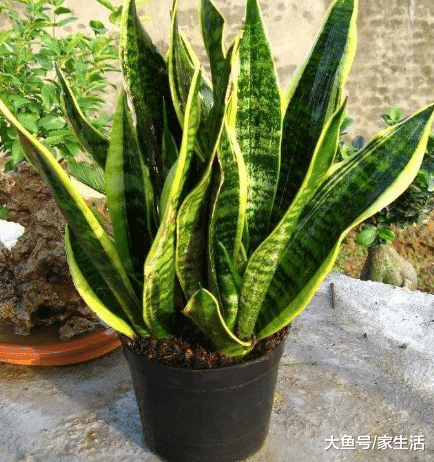 卫生间万万要养这些植物, 净化空气又招财, 回家我也要养