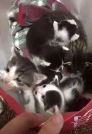 当失去孩子的猫妈妈, 遇见了另一窝小奶猫...