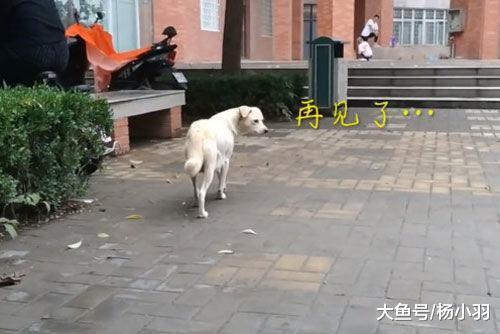 狗妈丢下小狗无情地离开, 最终不忍心回头看, “孩子, 对不起”