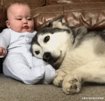 狗狗有这5个特点, 说明它把你当主人! 看看自己符不符合