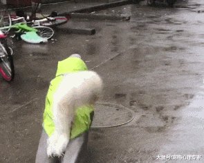 看到一个空车位刚想入库, 却被一只金毛拦住: 这是我主人的