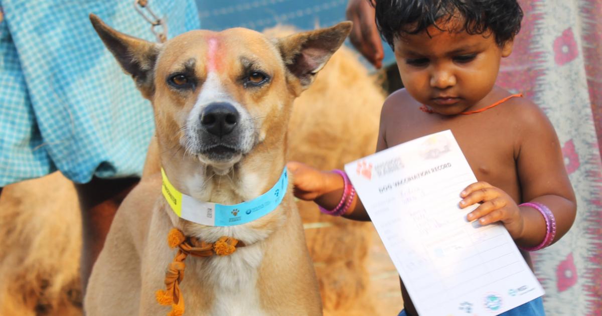 世界卫生组织出手, 到2030年消灭狗介质的狂犬病, 将惠及数万人