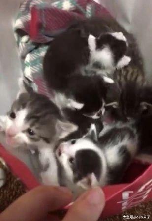 5奶猫圣诞前夕被弃冰天雪地, 危在旦夕时一只猫咪出现了……