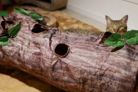 让猫咪体会在树林里玩耍的感觉, 这个滚地龙隧道真是太有创意了!