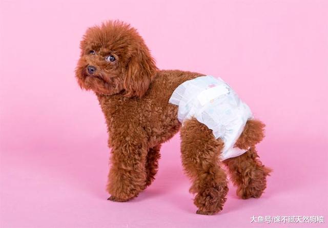 有小孩的家庭, 养狗为什么要养母狗? 原因有5点!