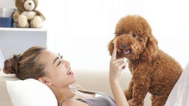 是什么原因让你饲养泰迪犬? 就凭这5大优点, 养过的人都说好!