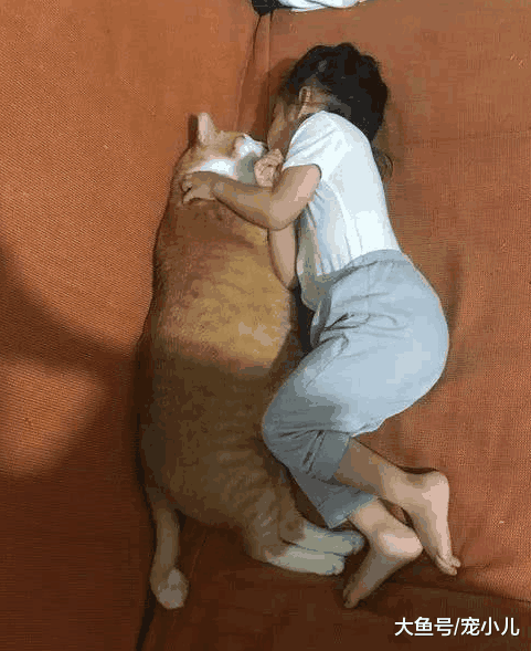 妈妈担心女儿自闭, 特意买回一只橘猫, 网友笑喷: 橘猫这么大?