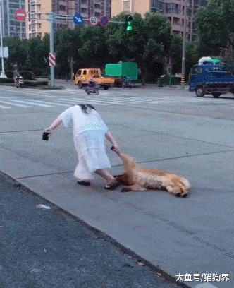 狗狗犯懒不愿回家, 女主人拖不动, 网友: 这就是跟女人逛街的后果