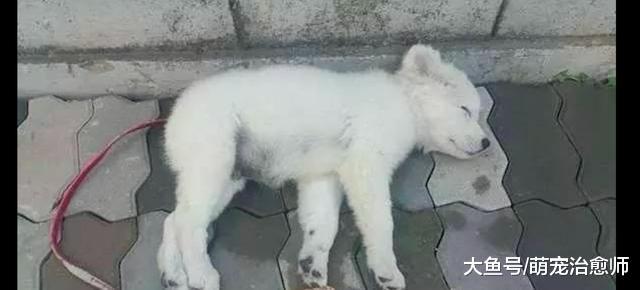 警员在巡逻时发现一只受伤小狗, 如今它已成为派出所里的吉祥物!