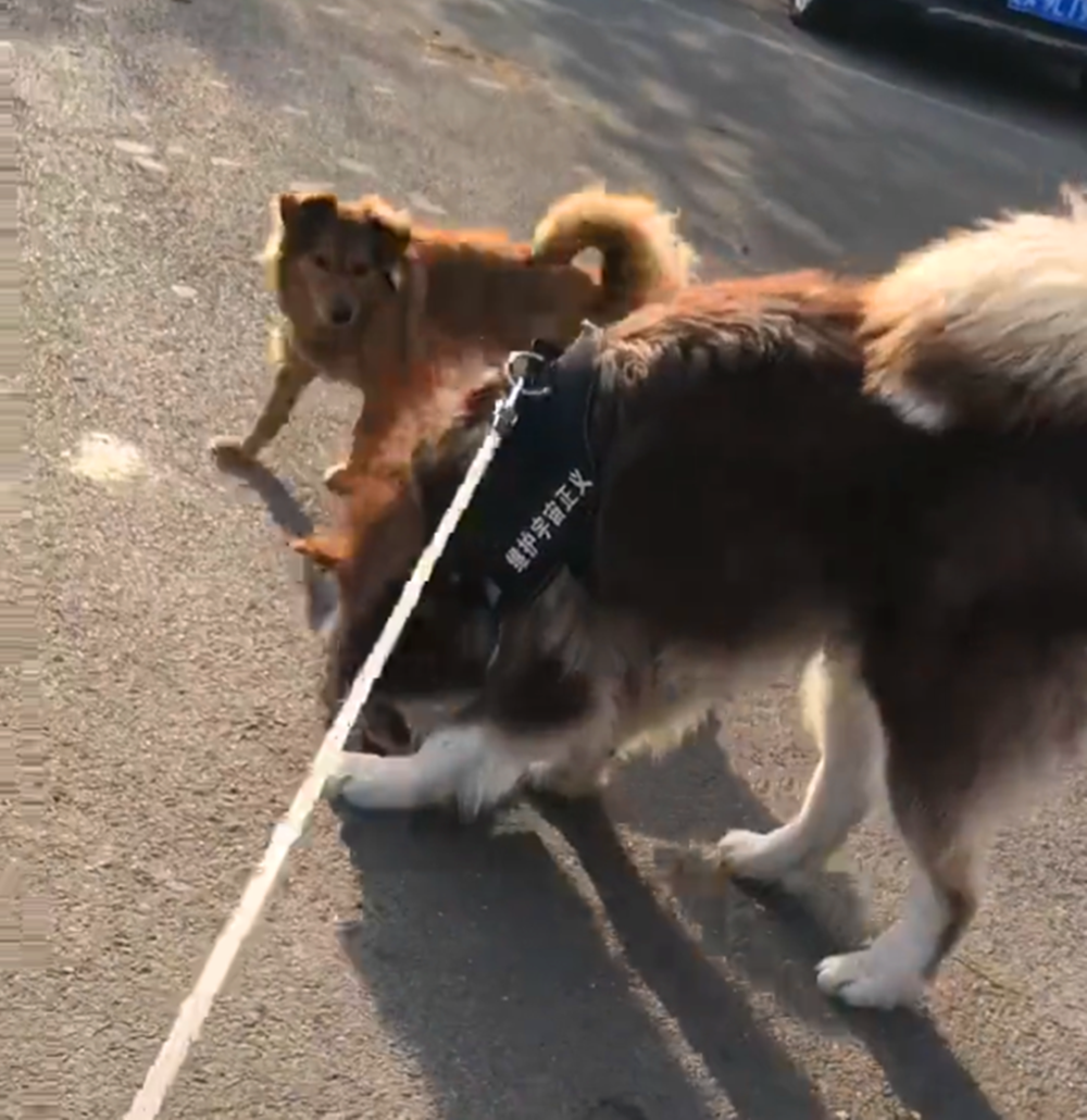 肉店送给阿拉一块排骨, 狗子叼在嘴里炫耀露富, 被田园狗一口夺走