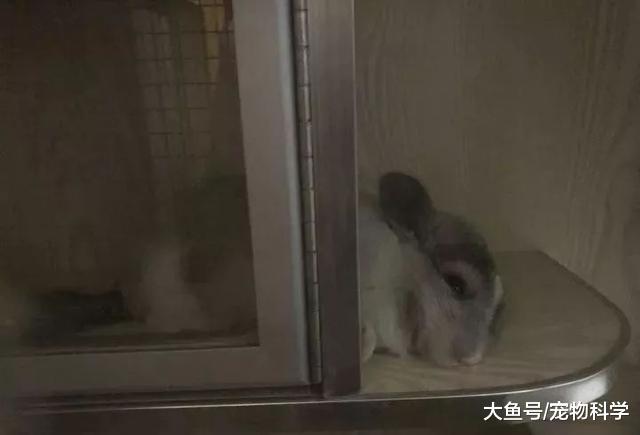 养了龙猫后, 我也能说我是有猫一族