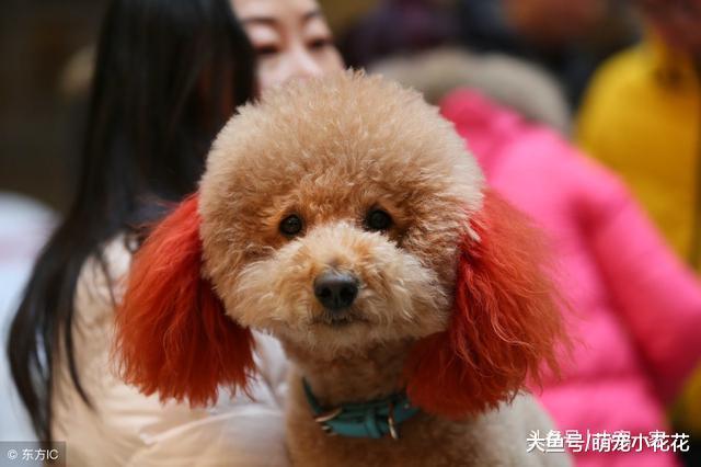 泰迪犬临终前的5个表现, 当最后一个出现, 你就再也见不到它了!