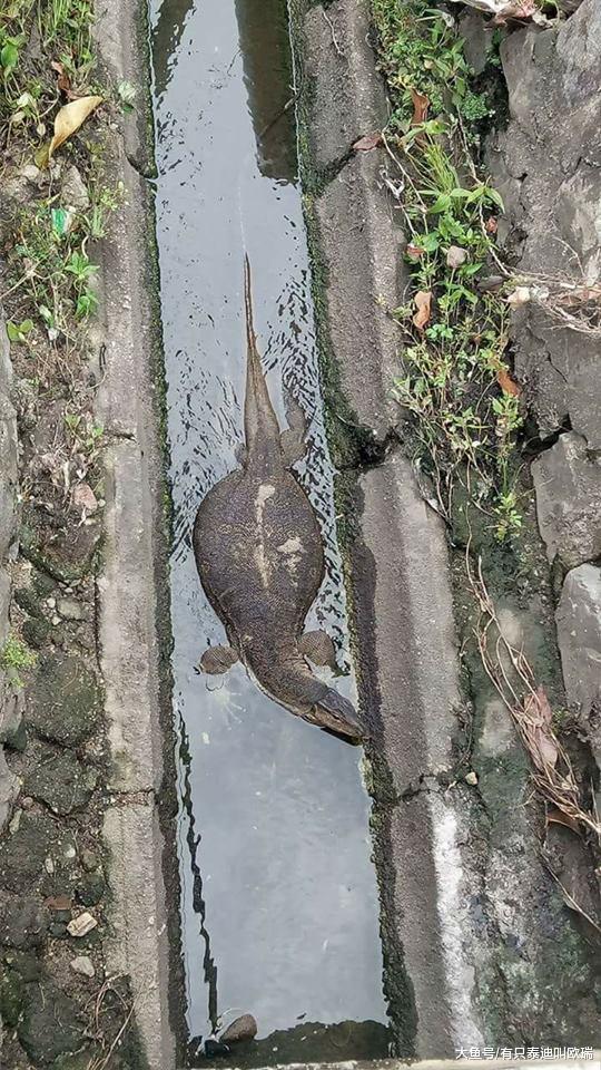 台湾路旁排水沟惊见「印尼水巨蜥」, 挺大肚趴水面乘凉…路人看到全吓傻: 根本哥吉拉亲戚吧!