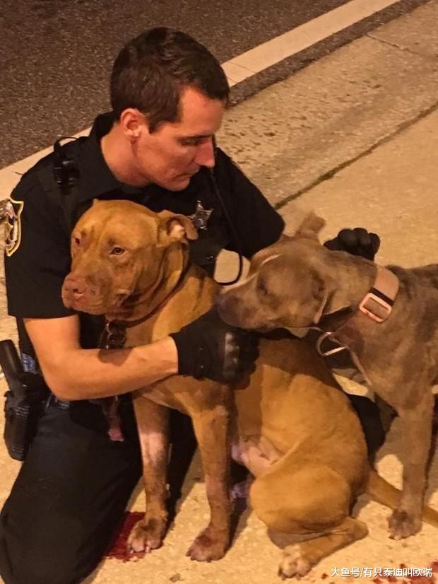 狗狗受伤无助的坐在路中央, 超暖心警察葛格们的做法, 让所有人鼓掌叫好! ! !