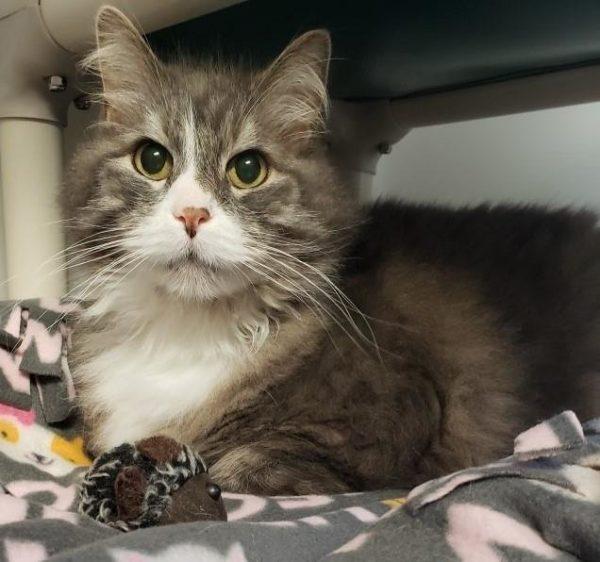 猫咪副总裁晚年失业 收容所帮忙找寻退休去处