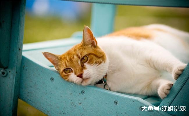 养猫的人才有体会, 下面四句话是他们最讨厌听到的, 你说过吗?