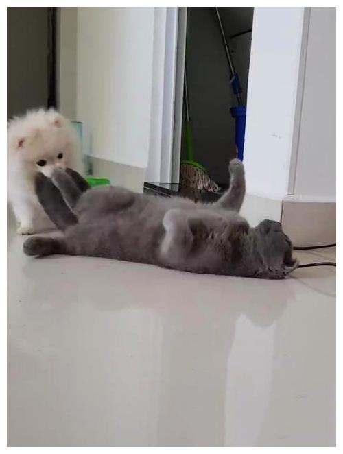 猫咪和狗狗时常闹着玩, 网友点评: 无动于衷的男朋友和野蛮女友