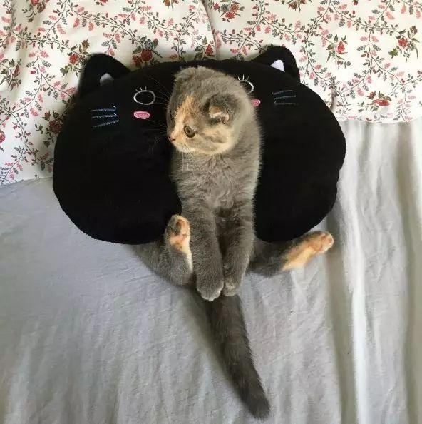 猫界混血儿竟然是个阴阳脸, 也太可爱了叭。