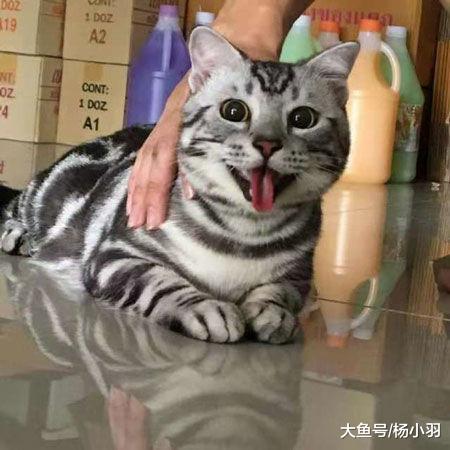 猫拒绝拍照, 不愿意看镜头, 当主人采取强硬手段时猫的反应萌翻了