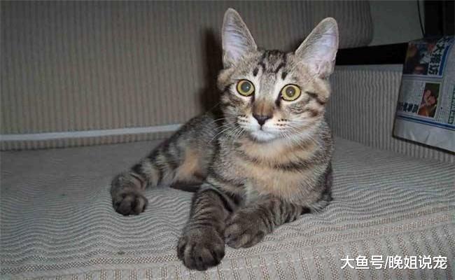 狸花猫在国内不受欢迎, 在国外价格却很高, 网友: 好样的!