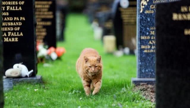 最暖心的猫咪! 为主人守墓数年, 直到去世!