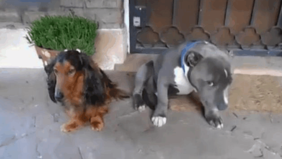 这只源于19世纪的“糙汉子”狗狗, 没想到它有一颗姑娘的心!