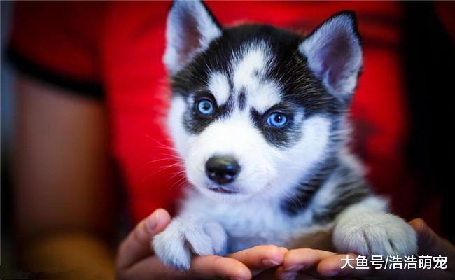 宠物版的长大前后对比图, 我感觉还是小时候的宠物可爱