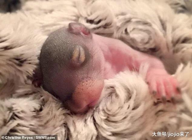 美国夫妇把小松鼠当孩子养, 花费超7万却说这钱花得值!