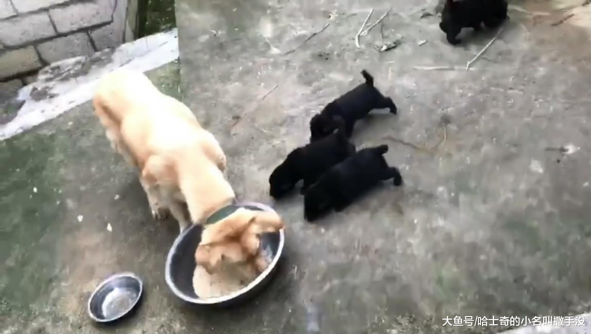 小狗崽子都这么大了, 还不承认是自己亲生的, 金毛妈妈情绪很大啊