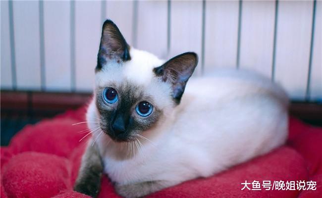 开销最小和开销最大的猫咪有什么区别? 最后一个比上面的都高