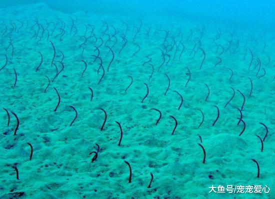男子在海底潜水, 发现前面有一大片小芽苗, 游近细看脸色大变