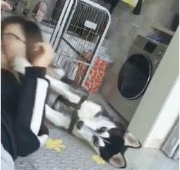 主人把二哈当枕头, 哈士奇的反应亮了, 主人一看笑到胃抽筋