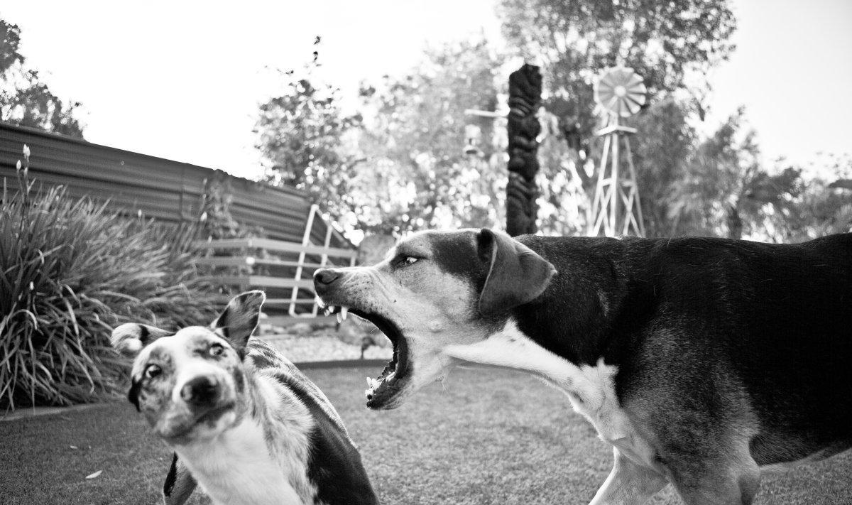 想要在城市里养好自己的狗, 作为主人的你, 这几点得做到