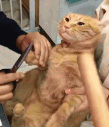 铲屎官给橘猫剪指甲, 橘猫看着面前的擀面杖, 它流下屈辱的泪水