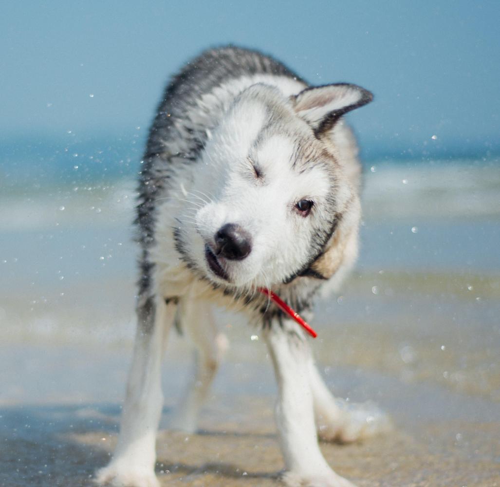 宠物旅游兼宠物摄影的难度有多大? 掌握这些技巧助你拍出美美的照片!