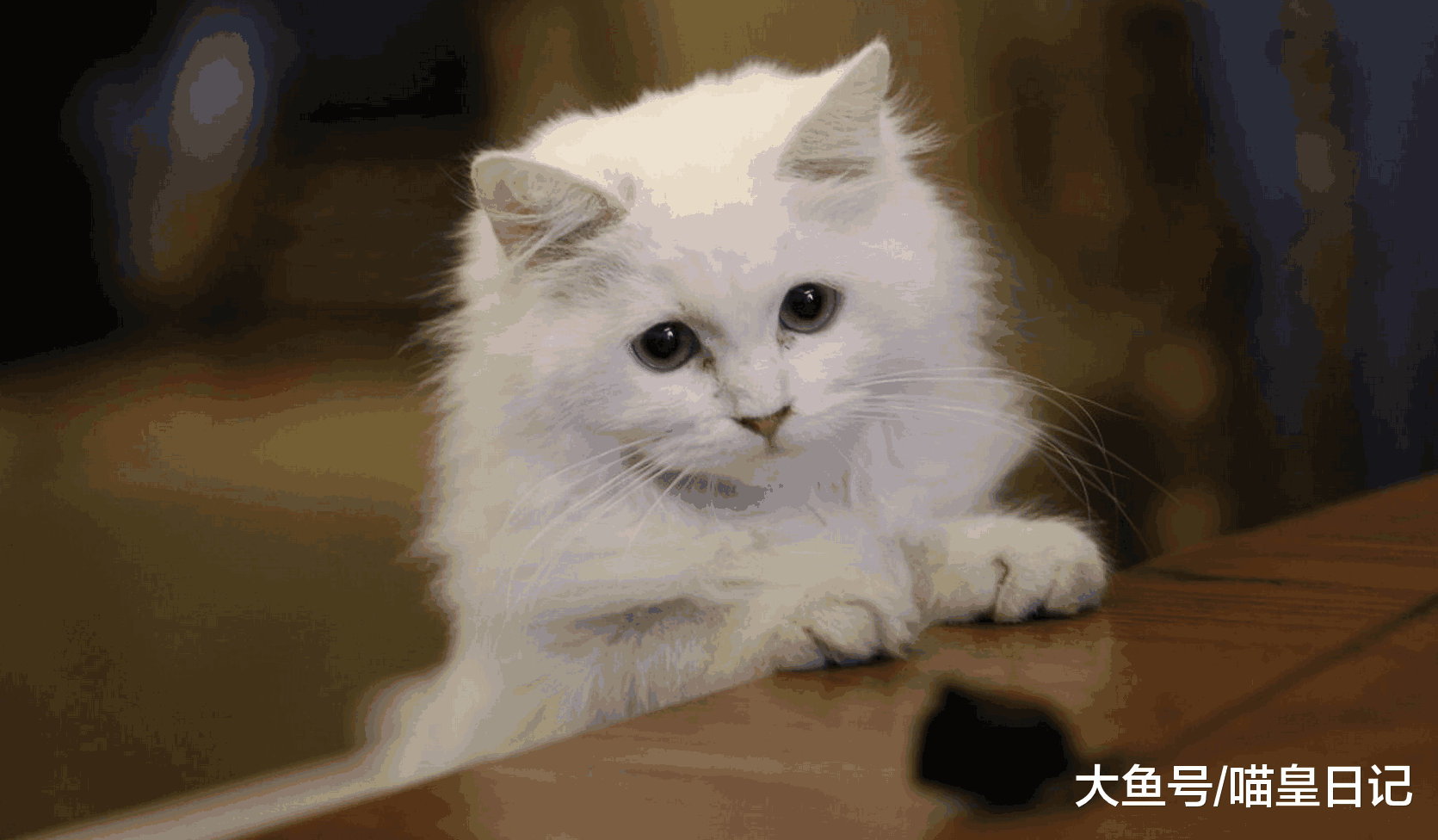 喵星人犯错后都有什么表现? 猫主子: 犯错是什么意思, 我不明白!