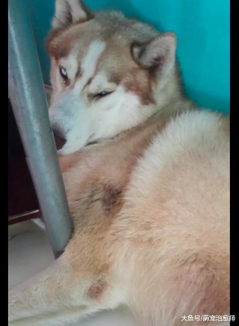 把哈士奇寄养在父母家, 它却合伙小狗拆床, 看了它表情更生气了!