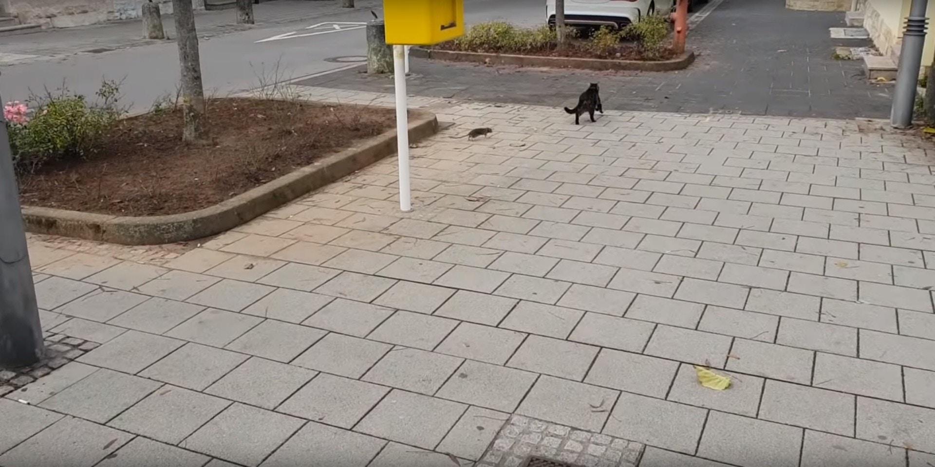 你见过有老鼠抓猫吗, 猫咪界的耻辱, 欧洲猫咪被老鼠驱赶玩弄