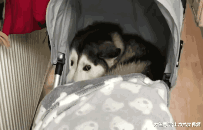 二哈为了刷存在感, 玩起了“失踪”, 发现它时主人笑翻了