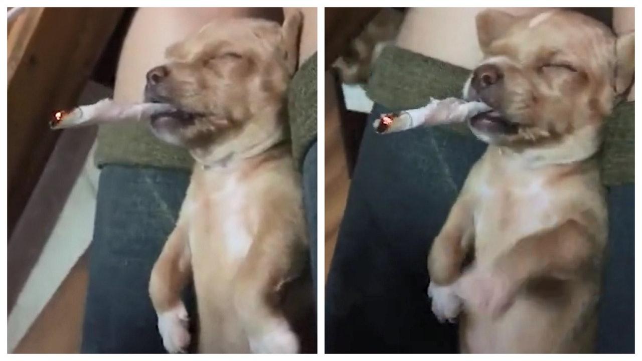 幼犬熟睡被迫抽烟, 手爪抽搐疑似受到伤害, 网民震怒要求惩处主人